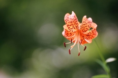 029