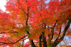DSCF0258