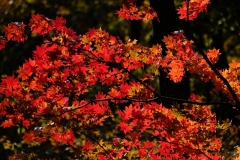 DSCF0345-2-min