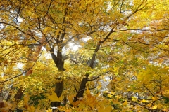 DSCF0436-min