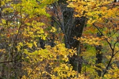 DSCF0445-min
