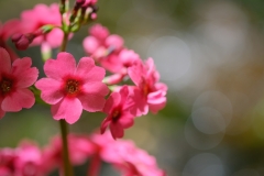 DSCF0460