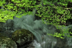 DSCF0963-3