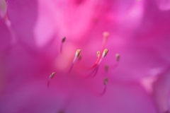 DSCF5803