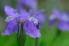 DSCF5805