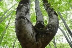 DSCF6016