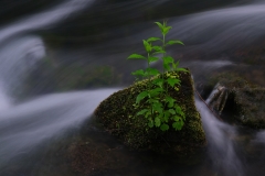 DSCF6152