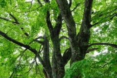 DSCF6156
