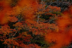 DSCF6397-2