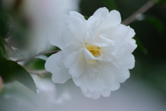 DSCF6508