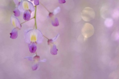 DSCF6918フジ