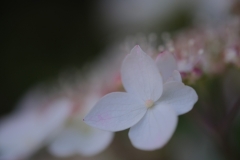 DSCF7312