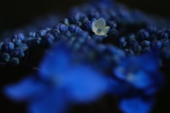 DSCF7313