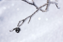 DSCF9054r