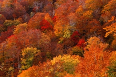 IMG-0028r